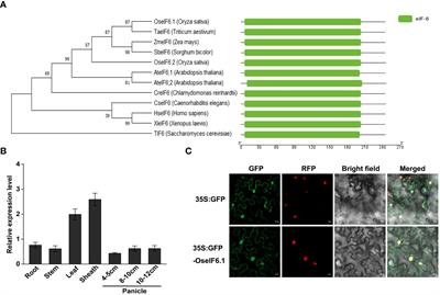 Rice OseIF6.1 encodes a eukaryotic translation initiation factor and is essential for the development of grain and anther